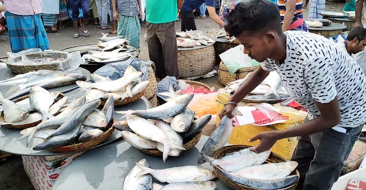 ভরা মৌসুমেও ইলিশের দাম চড়া